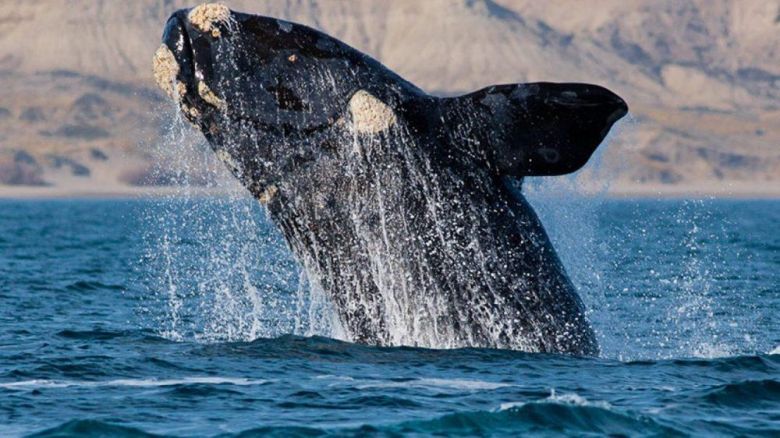 Bautizá a una ballena y participá por un avistaje de nuestra fauna marina