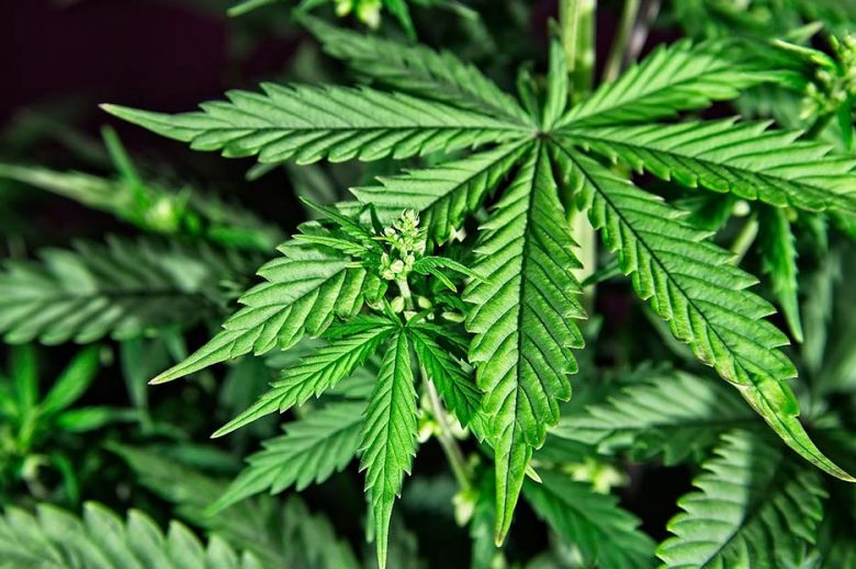Cannabis: Se realizaron los primeros estudios en la Universidad Nacional de Río Cuarto