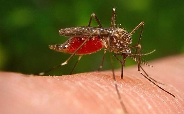 Los mosquitos poseen un olfato diseñado para oler y picar a los humanos