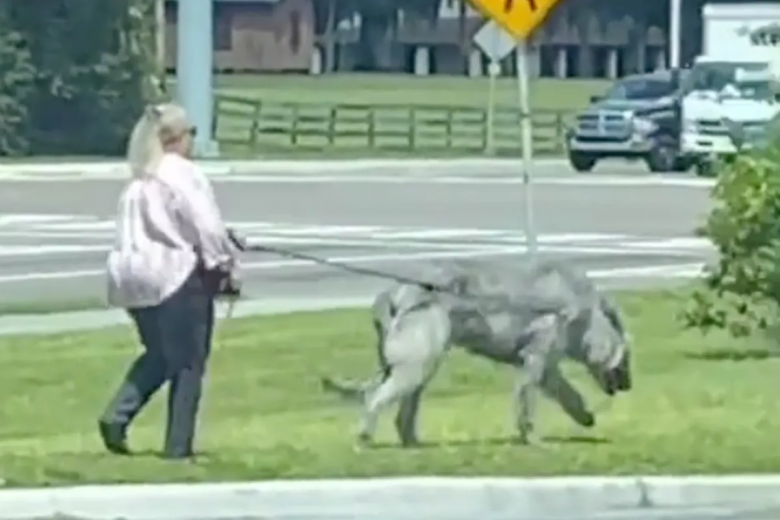 “¿Un lobo de Game of Thrones?”: salió a pasear a su mascota y dejó atónitos a todos