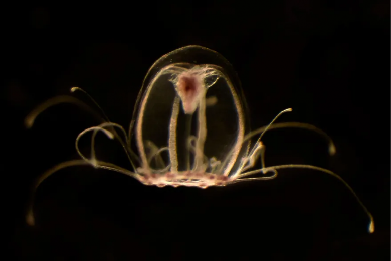 La medusa biológicamente inmortal revela sus secretos para la vida eterna