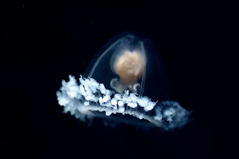 La medusa biológicamente inmortal revela sus secretos para la vida eterna