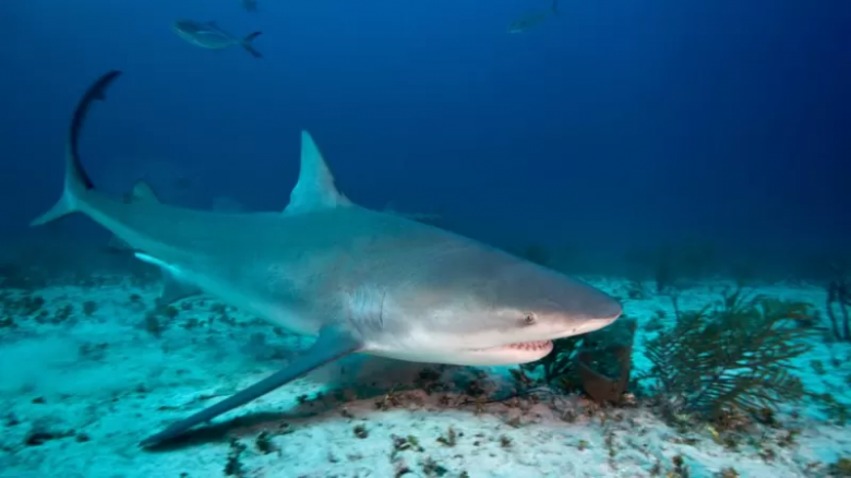Muere en las Bahamas la pasajera de un crucero que fue atacada por un tiburón
