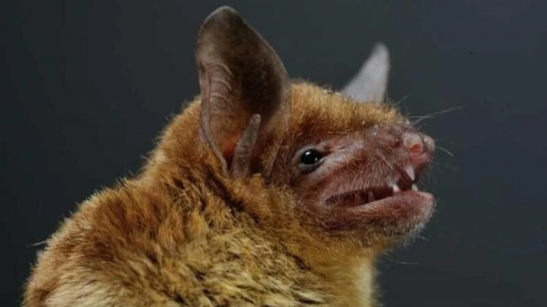 Descubren un virus en murciélagos similar al Covid 19 que podría entrar en células humanas