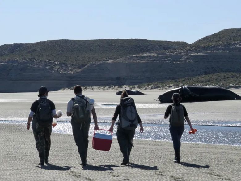 Muerte de las ballenas en Puerto Madryn: motivos y preocupación de expertos