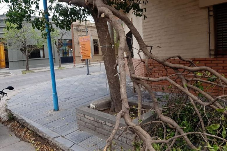 El municipio realizó trabajos de emergencias por caídas de árboles