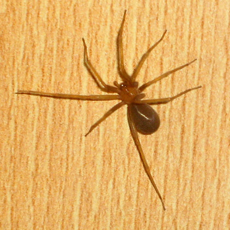Cómo prevenir y tratar las mordeduras de las arañas venenosas