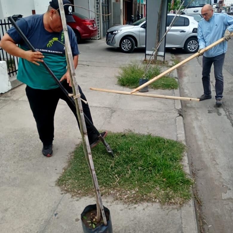 Se avanzó con las forestaciones en la avenida 25 de Mayo