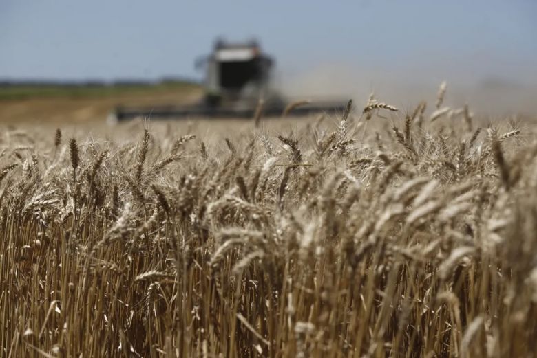 Otra debacle para el trigo: se registró un dato que no ocurría hace más de 40 años