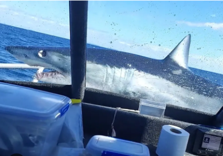 El momento en que un gran tiburón salta encima de un barco de pesca: «Tuvimos suerte»