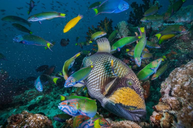 Las mejores fotos de vida silvestre del 2022