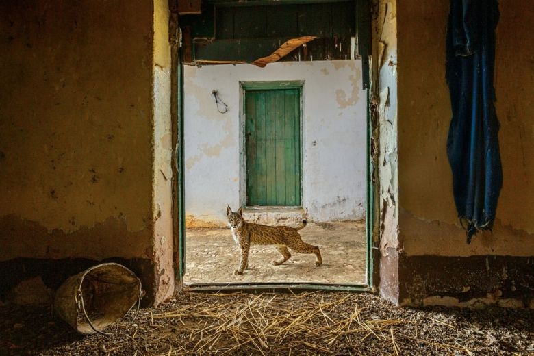 Las mejores fotos de vida silvestre del 2022