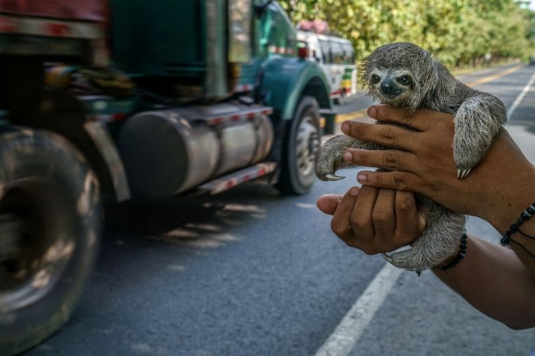 Las mejores fotos de vida silvestre del 2022