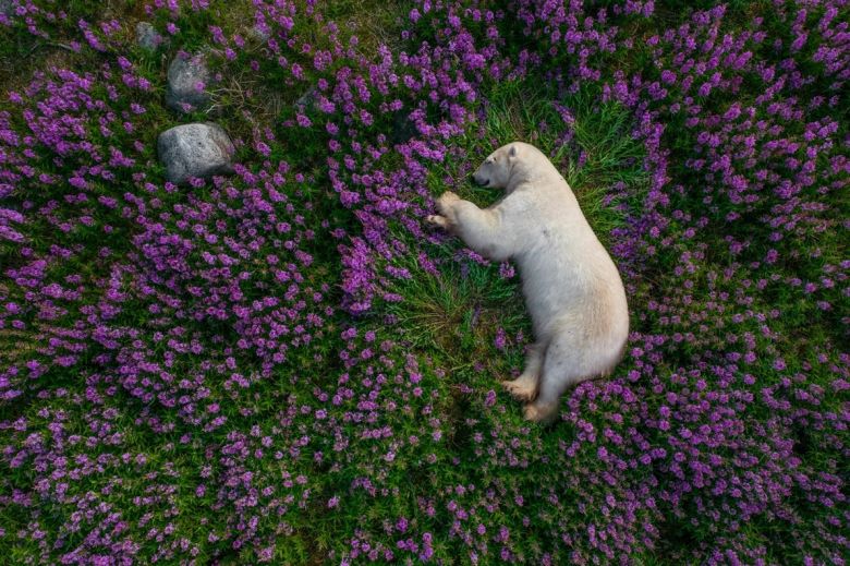 Las mejores fotos de vida silvestre del 2022