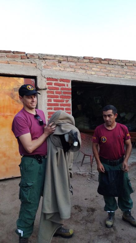 Santa Rosa del Conlara: Bomberos rescataron un Cóndor Andino