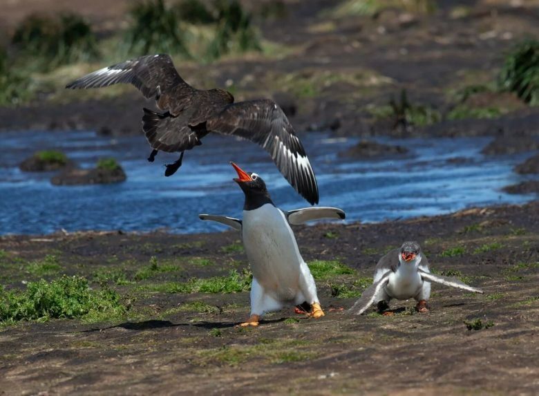 Un pingüino y una ave marina en lucha