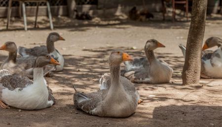 Se detectó segundo caso de influenza aviar en dos patos silvestres en Córdoba