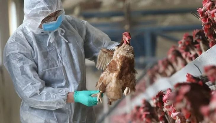 Gripe aviar en Argentina: 19 casos confirmados y aumentan los controles