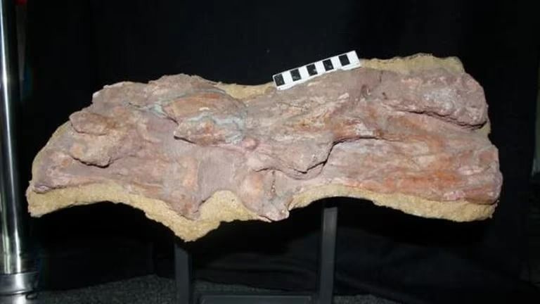 Identificaron fósiles de un dinosaurio con el cuello más largo jamás descubierto