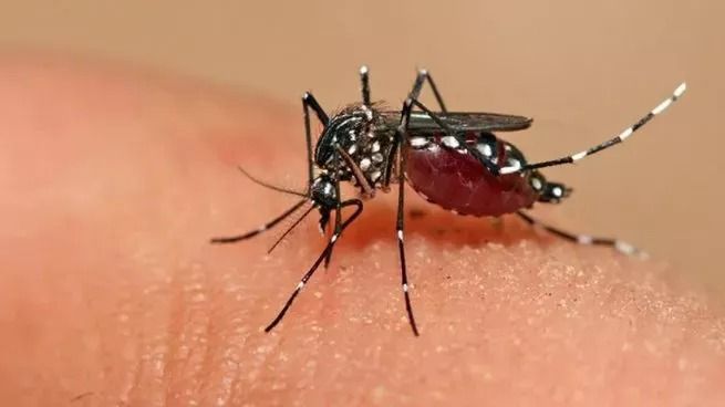 Confirmaron la primera muerte por dengue en la ciudad de Santa Fe