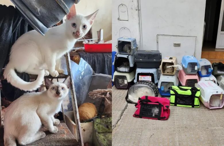 Horror: una mujer acumulaba gatos, los congelaba en el freezer y los cocinaba en guisos