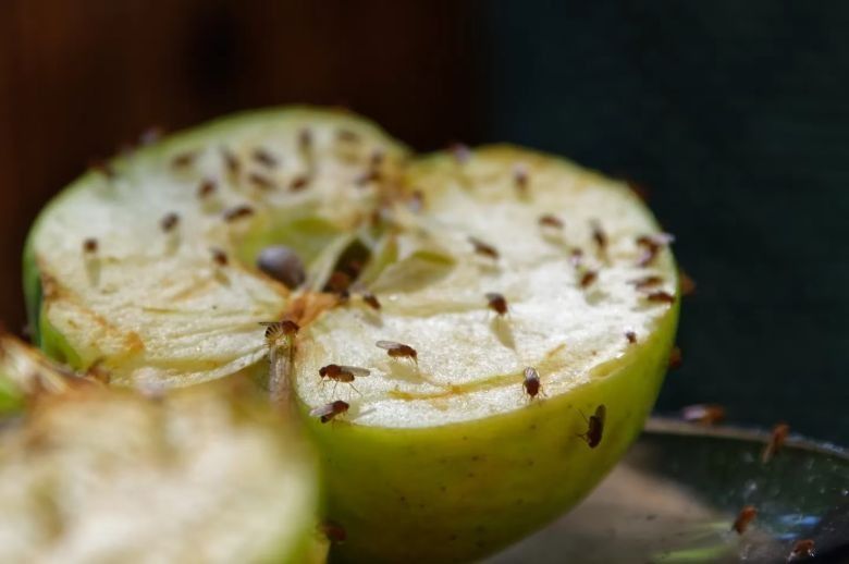 Científicos confirmaron la existencia de un sexto sabor