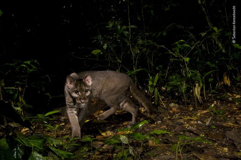 El esquivo gato dorado africano