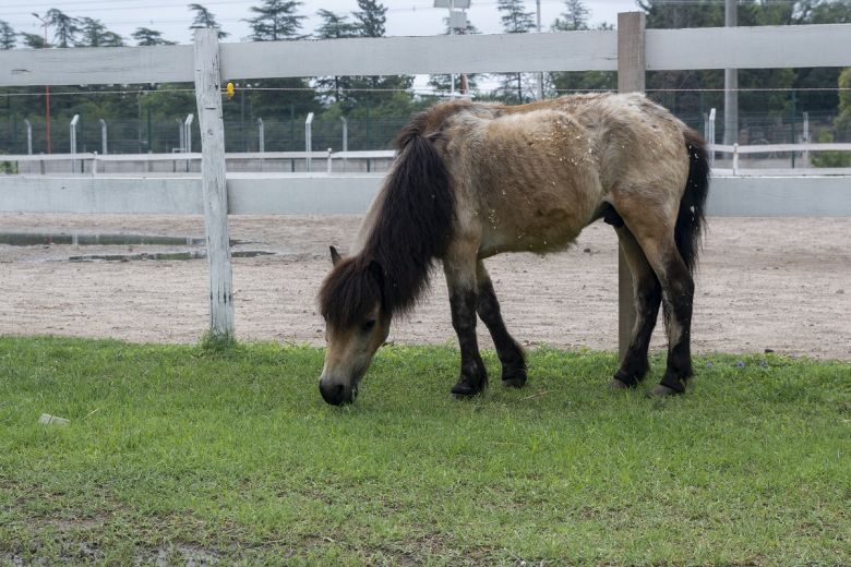 Villa Mercedes: Al Centro de Equinoterapia de La Pedrera le quedó un solo caballo