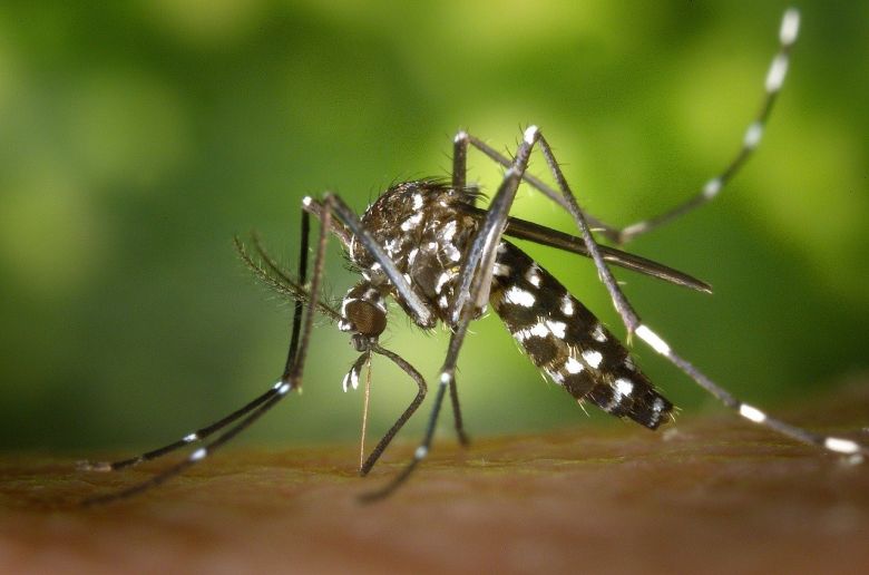 Laboratorios Puntanos intensifica la producción de repelentes para combatir el dengue