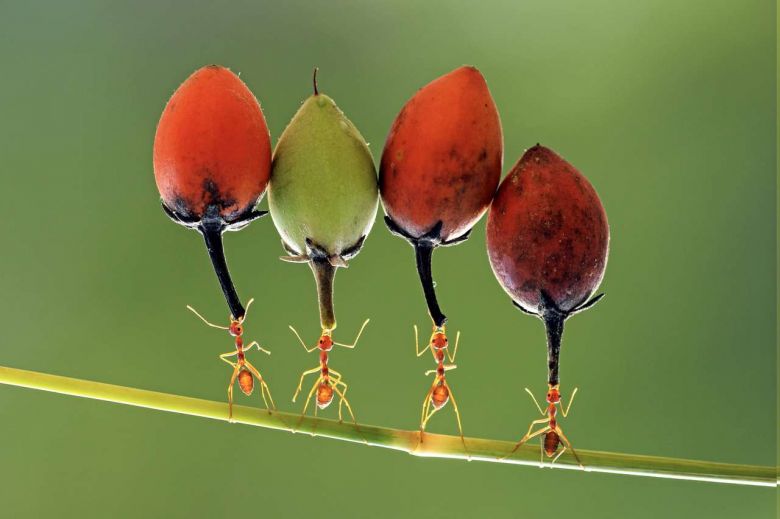 Las equilibristas