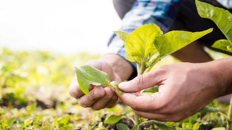 Se conmemora el Día Mundial de la Agricultura