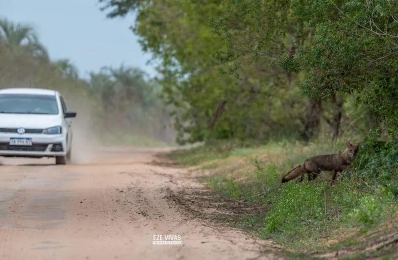 Preocupan las muertes de animales silvestres por atropellamientos en Ansenuza