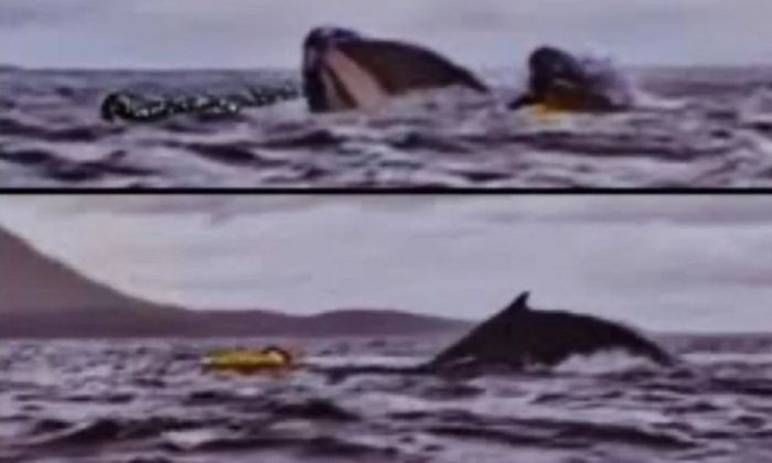 INSÓLITO: Hacía kayak en el estrecho de Magallanes y fue tragado por una ballena que luego lo expulsó