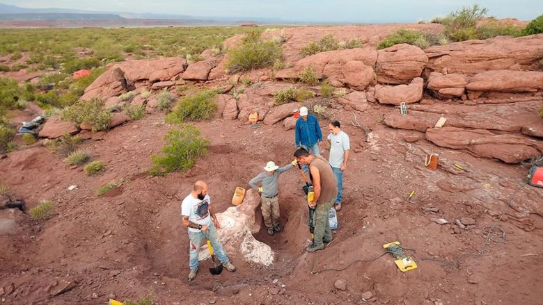 Descubren en Neuquén una nueva especie de dinosaurio que vivió hace 95 millones de años