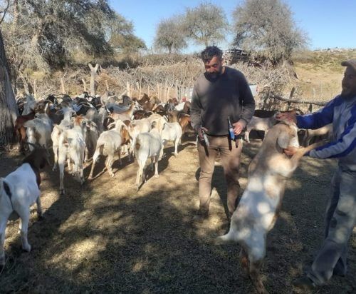 Continúa la asistencia sanitaria a pequeños productores del norte de San Luis