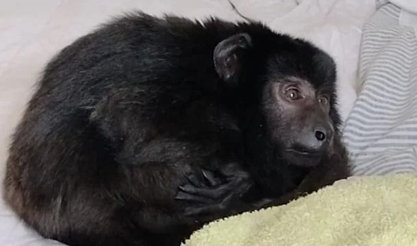 El triste y desgarrador final del mono Coco, el que fue rescatado de un placard en una fiesta electrónica
