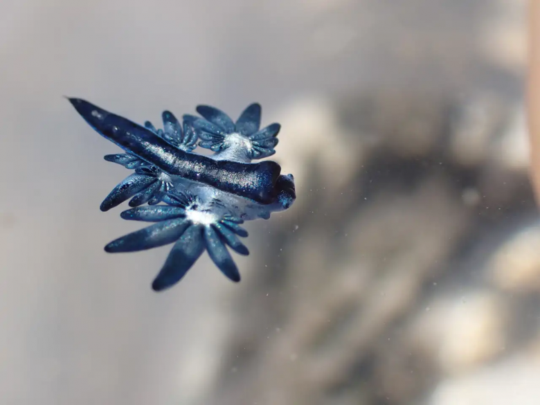 Apareció el dragón azul