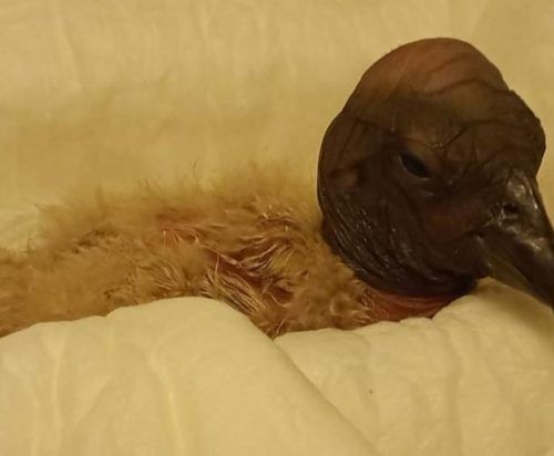 ‘Eluney’ y ‘Samay’: una historia de cóndores andinos que tiene su inicio en San Luis