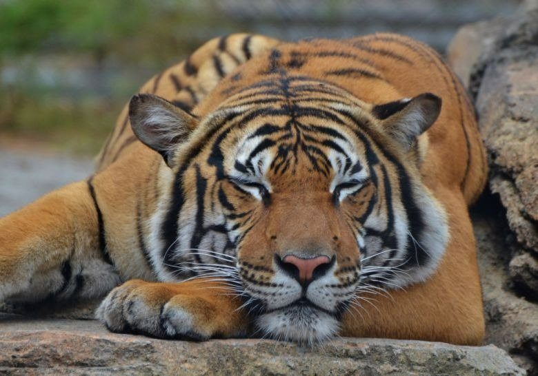 Todo el mundo piensa que los tigres son felinos… pero no lo son |  