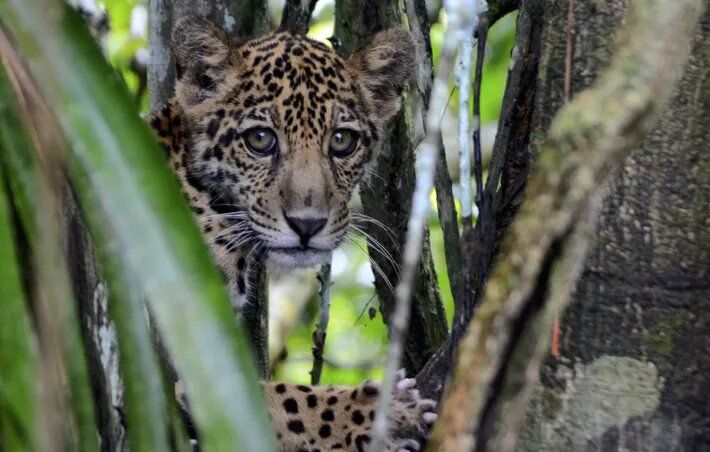 La increíble vida de los jaguares en el Amazonas