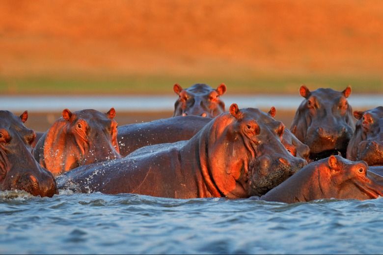 ¿Por qué los hipopótamos sudan de color rosa?