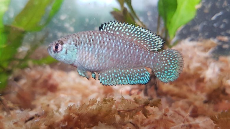Una nueva especie de pez fue descubierta en una Reserva Natural de Misiones