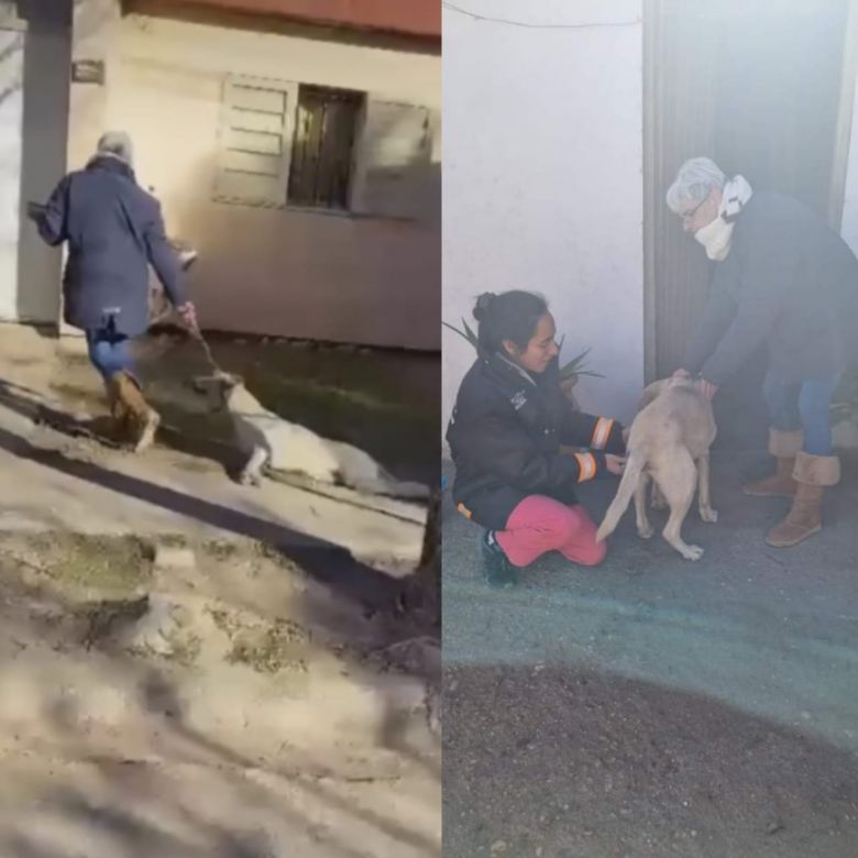 Maltrato animal: Desde El Refugio de Contención Animal asistieron a la perra que fue arrastrada por su dueña 