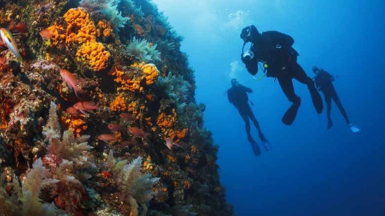 Develan las razones de la misteriosa desaparición de las esponjas de coral