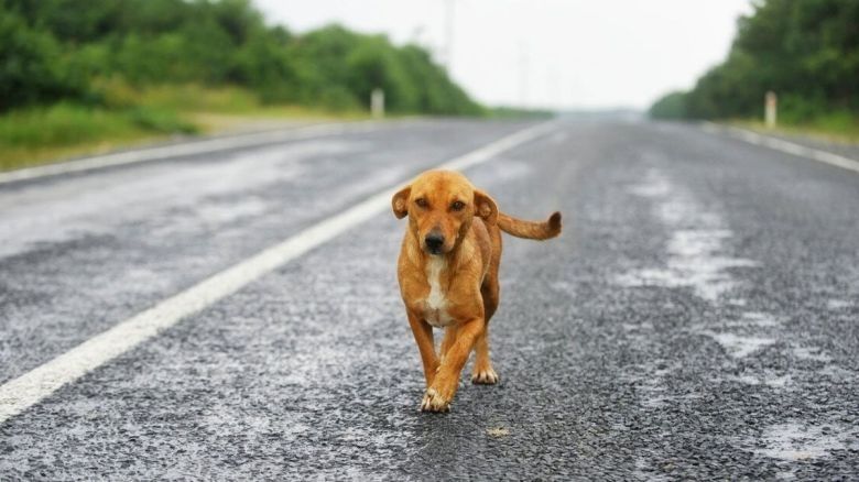 Respira profundo al saber cuánto tiempo demora un perro perdido en olvidar a su dueño 
