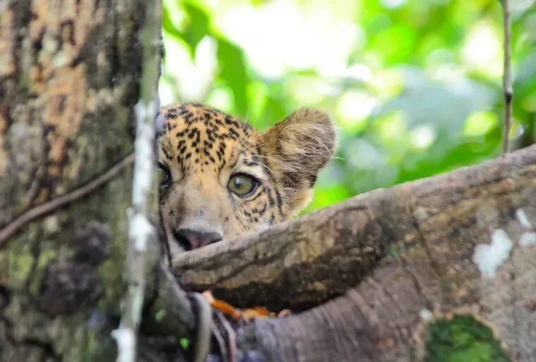 Jaguar, investigadores realizan programas de su conservación